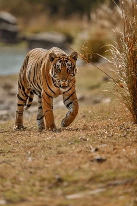 Royal Bengal Tiger in Ranthambore National Park - Book your wildlife safari today